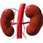 Renal Failure :: Homeopathy in Chronic Renal or Kidney failure (CRF)