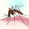 Dengue fever cases on rise in India