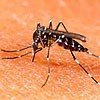 Dengue-Like Fever In Delhi-NCR