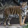 San Diego Zoo – Tiger fatally mauls mate